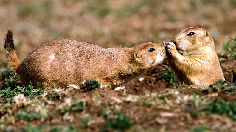 A Little Help, Prairie Dogs